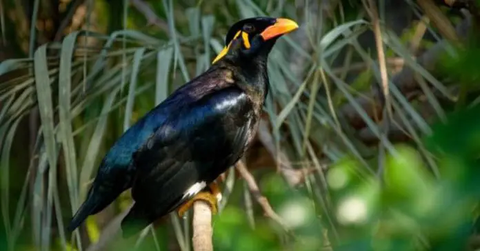Suo moto notice of illegal trade in endangered indigenous birds; Calcutta High Court Suo moto notice of illegal trade in endangered indigenous birds; Calcutta High Court