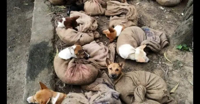 Nagaland HC: Revokes ban order on selling of Dog meat in the state Nagaland HC: Revokes ban order on selling of Dog meat in the state