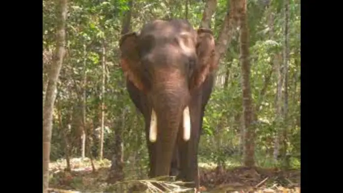 The PIL requests that fencing be erected to keep elephants out of the revenue property The PIL requests that fencing be erected to keep elephants out of the revenue property