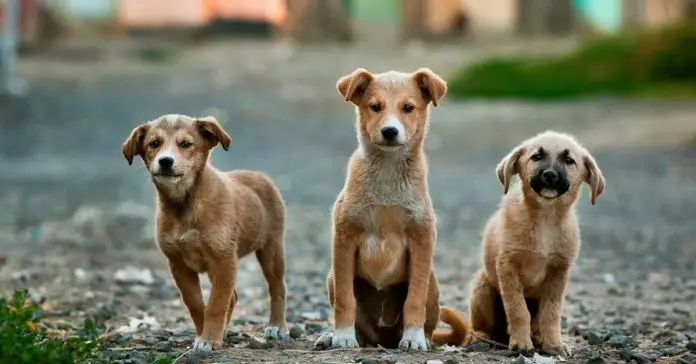 Delhi HC issues Guidelines for Feeding Street Dogs In Residential Colonies Delhi HC issues Guidelines for Feeding Street Dogs In Residential Colonies